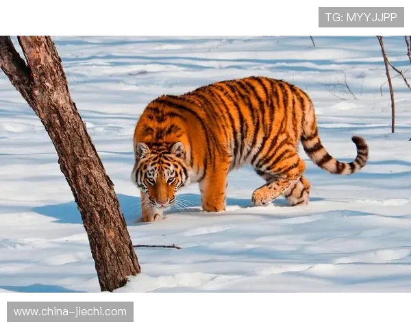 东北虎与飞虎的巅峰对决谁将成为战斗的王者